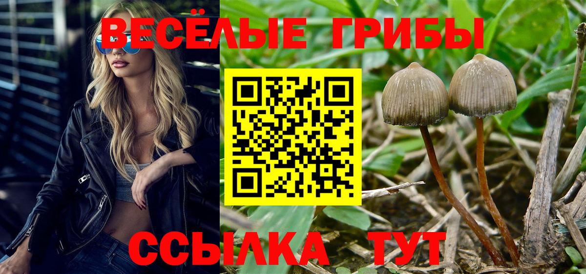 Псилоцибиновые грибы Cubensis Новоалександровск